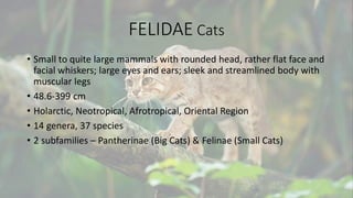 FELIDAE Cats
• Small to quite large mammals with rounded head, rather flat face and
facial whiskers; large eyes and ears; sleek and streamlined body with
muscular legs
• 48.6-399 cm
• Holarctic, Neotropical, Afrotropical, Oriental Region
• 14 genera, 37 species
• 2 subfamilies – Pantherinae (Big Cats) & Felinae (Small Cats)
 