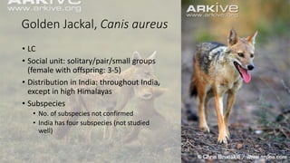 Golden Jackal, Canis aureus
• LC
• Social unit: solitary/pair/small groups
(female with offspring: 3-5)
• Distribution in India: throughout India,
except in high Himalayas
• Subspecies
• No. of subspecies not confirmed
• India has four subspecies (not studied
well)
 