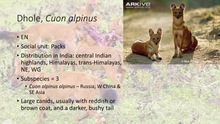 Dhole, Cuon alpinus
• EN
• Social unit: Packs
• Distribution in India: central Indian
highlands, Himalayas, trans-Himalayas,
NE, WG
• Subspecies = 3
• Cuon alpinus alpinus – Russia, W China &
SE Asia
• Large canids, usually with reddish or
brown coat, and a darker, bushy tail
 