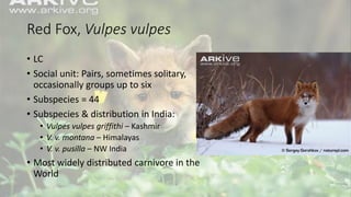 Red Fox, Vulpes vulpes
• LC
• Social unit: Pairs, sometimes solitary,
occasionally groups up to six
• Subspecies = 44
• Subspecies & distribution in India:
• Vulpes vulpes griffithi – Kashmir
• V. v. montana – Himalayas
• V. v. pusilla – NW India
• Most widely distributed carnivore in the
World
 
