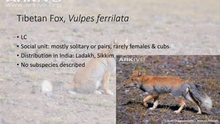 Tibetan Fox, Vulpes ferrilata
• LC
• Social unit: mostly solitary or pairs, rarely females & cubs
• Distribution in India: Ladakh, Sikkim
• No subspecies described
 