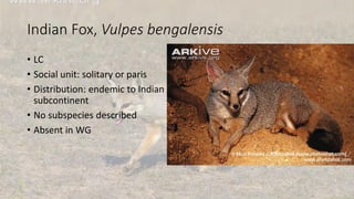 Indian Fox, Vulpes bengalensis
• LC
• Social unit: solitary or paris
• Distribution: endemic to Indian
subcontinent
• No subspecies described
• Absent in WG
 