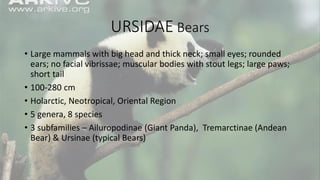 URSIDAE Bears
• Large mammals with big head and thick neck; small eyes; rounded
ears; no facial vibrissae; muscular bodies with stout legs; large paws;
short tail
• 100-280 cm
• Holarctic, Neotropical, Oriental Region
• 5 genera, 8 species
• 3 subfamilies – Ailuropodinae (Giant Panda), Tremarctinae (Andean
Bear) & Ursinae (typical Bears)
 