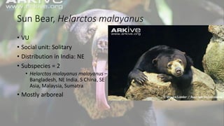 Sun Bear, Helarctos malayanus
• VU
• Social unit: Solitary
• Distribution in India: NE
• Subspecies = 2
• Helarctos malayanus malayanus –
Bangladesh, NE India, S China, SE
Asia, Malaysia, Sumatra
• Mostly arboreal
 