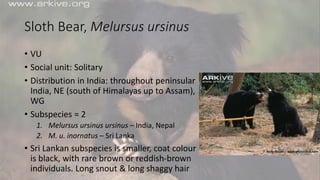 Sloth Bear, Melursus ursinus
• VU
• Social unit: Solitary
• Distribution in India: throughout peninsular
India, NE (south of Himalayas up to Assam),
WG
• Subspecies = 2
1. Melursus ursinus ursinus – India, Nepal
2. M. u. inornatus – Sri Lanka
• Sri Lankan subspecies is smaller, coat colour
is black, with rare brown or reddish-brown
individuals. Long snout & long shaggy hair
 