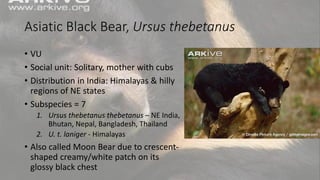 Asiatic Black Bear, Ursus thebetanus
• VU
• Social unit: Solitary, mother with cubs
• Distribution in India: Himalayas & hilly
regions of NE states
• Subspecies = 7
1. Ursus thebetanus thebetanus – NE India,
Bhutan, Nepal, Bangladesh, Thailand
2. U. t. laniger - Himalayas
• Also called Moon Bear due to crescent-
shaped creamy/white patch on its
glossy black chest
 