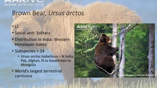 Brown Bear, Ursus arctos
• LC
• Social unit: Solitary
• Distribution in India: Western
Himalayan states
• Subspecies = 14
• Ursus arctos isabellinus – N India,
Pak, Afghan, N to Kazakhstan to
Mongolia
• World’s largest terrestrial
carnivore
 