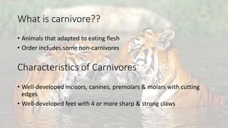 Order- carnivora, carnivores animals