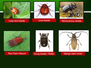 Coleoptera: The Largest Insect Order.pptx