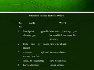 Coleoptera: The Largest Insect Order.pptx