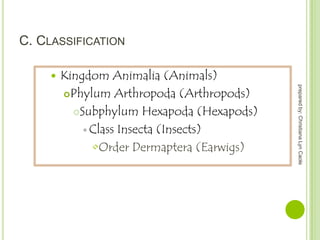 C. CLASSIFICATION


prepared by: Christiana Lyn Caole

Kingdom Animalia (Animals)
Phylum Arthropoda (Arthropods)
Subphylum Hexapoda (Hexapods)
 Class Insecta (Insects)
•Order Dermaptera (Earwigs)

 