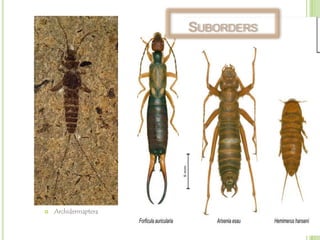 SUBORDERS

prepared by: Christiana Lyn Caole

Archidermaptera


 