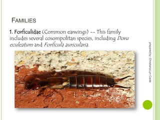 FAMILIES

prepared by: Christiana Lyn Caole

1. Forficulidae (Common earwings) -- This family
includes several cosompolitan species, including Doru
eculeatum and Forficula auricularia.

 