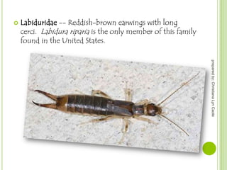 

Labiduridae -- Reddish-brown earwings with long
cerci. Labidura riparia is the only member of this family
found in the United States.
prepared by: Christiana Lyn Caole

 