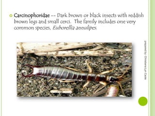 

Carcinophoridae -- Dark brown or black insects with reddish
brown legs and small cerci. The family includes one very
common species, Euborellia annulipes.
prepared by: Christiana Lyn Caole

 