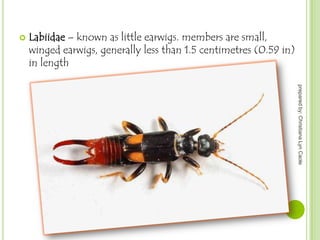 

Labiidae – known as little earwigs. members are small,
winged earwigs, generally less than 1.5 centimetres (0.59 in)
in length
prepared by: Christiana Lyn Caole

 