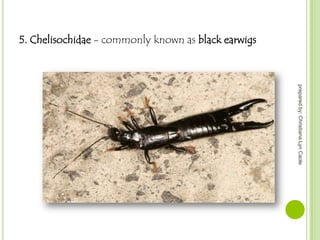 5. Chelisochidae - commonly known as black earwigs

prepared by: Christiana Lyn Caole

 