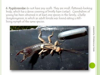 6. Pygidicranidae do not have any ocelli. They are small, flattened-looking
body, which has a dense covering of bristly hairs (setae). Cannibalism of
young has been observed in at least one species in the family, Challia
hongkongensis, in which an adult female was found eating a stillliving nymph of the same species.
prepared by: Christiana Lyn Caole

 