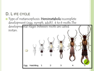 D. L IFE CYCLE


prepared by: Christiana Lyn Caole

Type of metamorphosis: Hemimetabola incomplete
development (egg, nymph, adult). 4 to 6 molts.The
developmental stages between molts are called
instars.

 