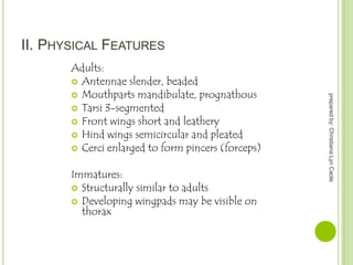 II. PHYSICAL FEATURES

Immatures:
 Structurally similar to adults
 Developing wingpads may be visible on
thorax

prepared by: Christiana Lyn Caole

Adults:
 Antennae slender, beaded
 Mouthparts mandibulate, prognathous
 Tarsi 3-segmented
 Front wings short and leathery
 Hind wings semicircular and pleated
 Cerci enlarged to form pincers (forceps)

 