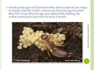 

Female guards eggs until hatched Another distinct maternal care unique
to earwigs is that the mother continuously cleans the eggs to protect
them from fungi When the eggs were replaced after hatching, the
mother continued to clean them for up to 3 months.
prepared by: Christiana Lyn Caole

 