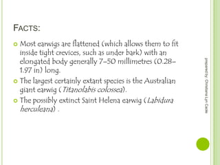 FACTS:
Most earwigs are flattened (which allows them to fit
inside tight crevices, such as under bark) with an
elongated body generally 7–50 millimetres (0.28–
1.97 in) long.
 The largest certainly extant species is the Australian
giant earwig (Titanolabis colossea).
 The possibly extinct Saint Helena earwig (Labidura
herculeana) .


prepared by: Christiana Lyn Caole

 