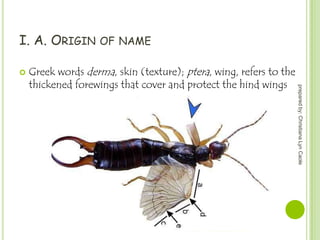 I. A. ORIGIN


OF NAME

prepared by: Christiana Lyn Caole

Greek words derma, skin (texture); ptera, wing, refers to the
thickened forewings that cover and protect the hind wings

 