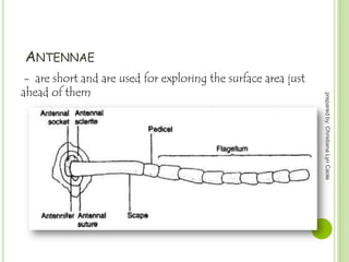ANTENNAE
prepared by: Christiana Lyn Caole

- are short and are used for exploring the surface area just
ahead of them

 