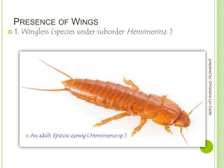 PRESENCE OF WINGS


1. Wingless (species under suborder Hemimerina. )

prepared by: Christiana Lyn Caole



An adult Epizoic earwig (Hemimerus sp.)

 