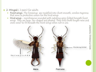 

2. Winged ( 2 pairs) for adults

Front wings- The forewings are modified into short smooth, veinless tegmina
that serve as protective covers for the hind wings
 Hind wings - membranous rounded with radiating veins folded beneath front
wings. They are large, fan-shaped and pleated. They fold (both length-wise and
cross-wise) to fit beneath the front wings when not in use.


prepared by: Christiana Lyn Caole

 