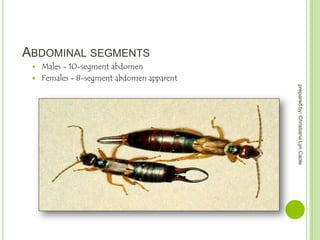 ABDOMINAL SEGMENTS
Males - 10-segment abdomen
 Females - 8-segment abdomen apparent


prepared by: Christiana Lyn Caole

 