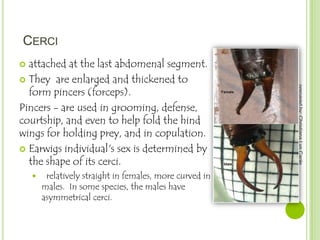 CERCI
attached at the last abdomenal segment.
 They are enlarged and thickened to
form pincers (forceps).
Pincers - are used in grooming, defense,
courtship, and even to help fold the hind
wings for holding prey, and in copulation.
 Earwigs individual's sex is determined by
the shape of its cerci.


relatively straight in females, more curved in
males. In some species, the males have
asymmetrical cerci.

prepared by: Christiana Lyn Caole



 