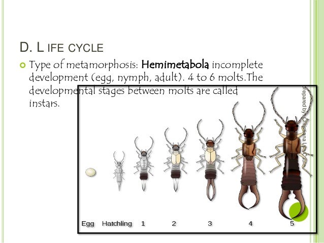 Order dermaptera by Christiana )