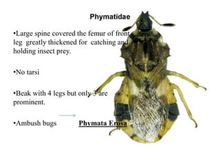 •Large spine covered the femur of front
leg greatly thickened for catching and
holding insect prey.
•No tarsi

•Beak with 4 legs but only 3 are
prominent.
•Ambush bugs

Phymata Erosa

 