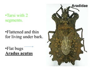 •Tarsi with 2
segments.
•Flattened and thin
for living under bark.
•Flat bugs
Aradus acutus

 