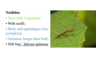 Neididae
• Tarsi with 3 segments.
• With ocelli.
• Body and appendages very
cylindrical.
• Antennae longer than body.
• Stilt bug : Jalysus spinosus

 