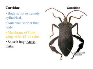 Coreidae
• Body is not extremely
cylindrical.
• Antennae shorter than
body.
• Membrane of front
wings with 12-13 veins.
• Squash bug :Anasa
tristis

 