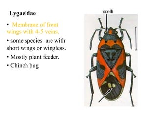 Lygaeidae
• Membrane of front
wings with 4-5 veins.
• some species are with
short wings or wingless.
• Mostly plant feeder.
• Chinch bug

 