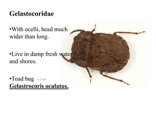 Gelastocoridae
•With ocelli, head much
wider than long.
•Live in damp fresh water
and shores.
•Toad bug
Gelastrocoris oculatus.

 