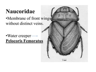 Naucoridae
•Membrane of front wings
without distinct veins.
•Water creeper
Pelocoris Femoratus

 