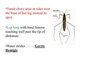 •Tarsal claws arise at sides near
the base of last leg instead its
apex.
•Leg long with hind femora
reaching well past the tip of
abdomen.
•Water strides
Remigis

Gerris

 