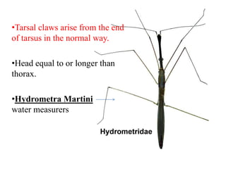 •Tarsal claws arise from the end
of tarsus in the normal way.

•Head equal to or longer than
thorax.
•Hydrometra Martini
water measurers

 