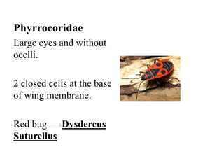 Phyrrocoridae
Large eyes and without
ocelli.
2 closed cells at the base
of wing membrane.
Red bug Dysdercus
Suturcllus

 