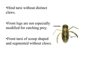 •Hind tarsi without distinct
claws.
•Front legs are not especially
modified for catching prey.
•Front tarsi of scoop shaped
and segmented without claws.

 