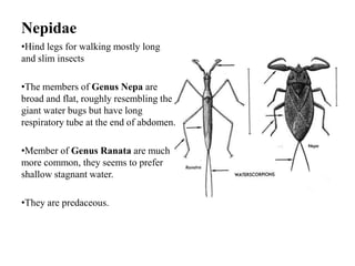 Nepidae
•Hind legs for walking mostly long
and slim insects
•The members of Genus Nepa are
broad and flat, roughly resembling the
giant water bugs but have long
respiratory tube at the end of abdomen.

•Member of Genus Ranata are much
more common, they seems to prefer
shallow stagnant water.
•They are predaceous.

 