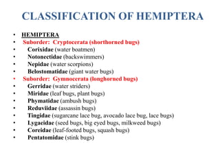 CLASSIFICATION OF HEMIPTERA
• HEMIPTERA
• Suborder: Cryptocerata (shorthorned bugs)
•
Corixidae (water boatmen)
•
Notonectidae (backswimmers)
•
Nepidae (water scorpions)
•
Belostomatidae (giant water bugs)
• Suborder: Gymnocerata (longhorned bugs)
•
Gerridae (water striders)
•
Miridae (leaf bugs, plant bugs)
•
Phymatidae (ambush bugs)
•
Reduviidae (assassin bugs)
•
Tingidae (sugarcane lace bug, avocado lace bug, lace bugs)
•
Lygaeidae (seed bugs, big eyed bugs, milkweed bugs)
•
Coreidae (leaf-footed bugs, squash bugs)
•
Pentatomidae (stink bugs)

 