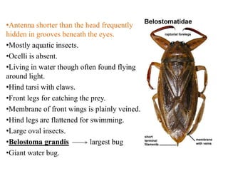•Antenna shorter than the head frequently
hidden in grooves beneath the eyes.
•Mostly aquatic insects.
•Ocelli is absent.
•Living in water though often found flying
around light.
•Hind tarsi with claws.
•Front legs for catching the prey.
•Membrane of front wings is plainly veined.
•Hind legs are flattened for swimming.
•Large oval insects.
•Belostoma grandis
largest bug
•Giant water bug.

 