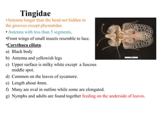Tingidae

•Antenna longer than the head not hidden in
the grooves except phymatidae.
• Antenna with less than 5 segments.
•Front wings of small insects resemble to lace.
•Corythuca ciliata.
a) Black body
b) Antenna and yellowish legs
c) Upper surface is milky white except a fuscous
middle spot.
d) Common on the leaves of sycamore.
e) Length about 4mm.
f) Many are oval in outline while some are elongated.
g) Nymphs and adults are found together feeding on the underside of leaves.

 