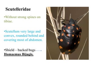 Scutelleridae
•Without strong spines on
tibiae.
•Scutellum very large and
convex, rounded behind and
covering most of abdomen.

•Shield – backed bugs
Homaemus Bijugis.

 