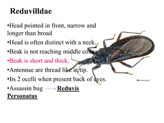 Reduvilldae
•Head pointed in front, narrow and
longer than broad
•Head is often distinct with a neck.
•Beak is not reaching middle coxae.
•Beak is short and thick.
•Antennae are thread like at tip.
•Its 2 ocelli when present back of eyes.
•Assassin bug
Reduvis
Personatus

 